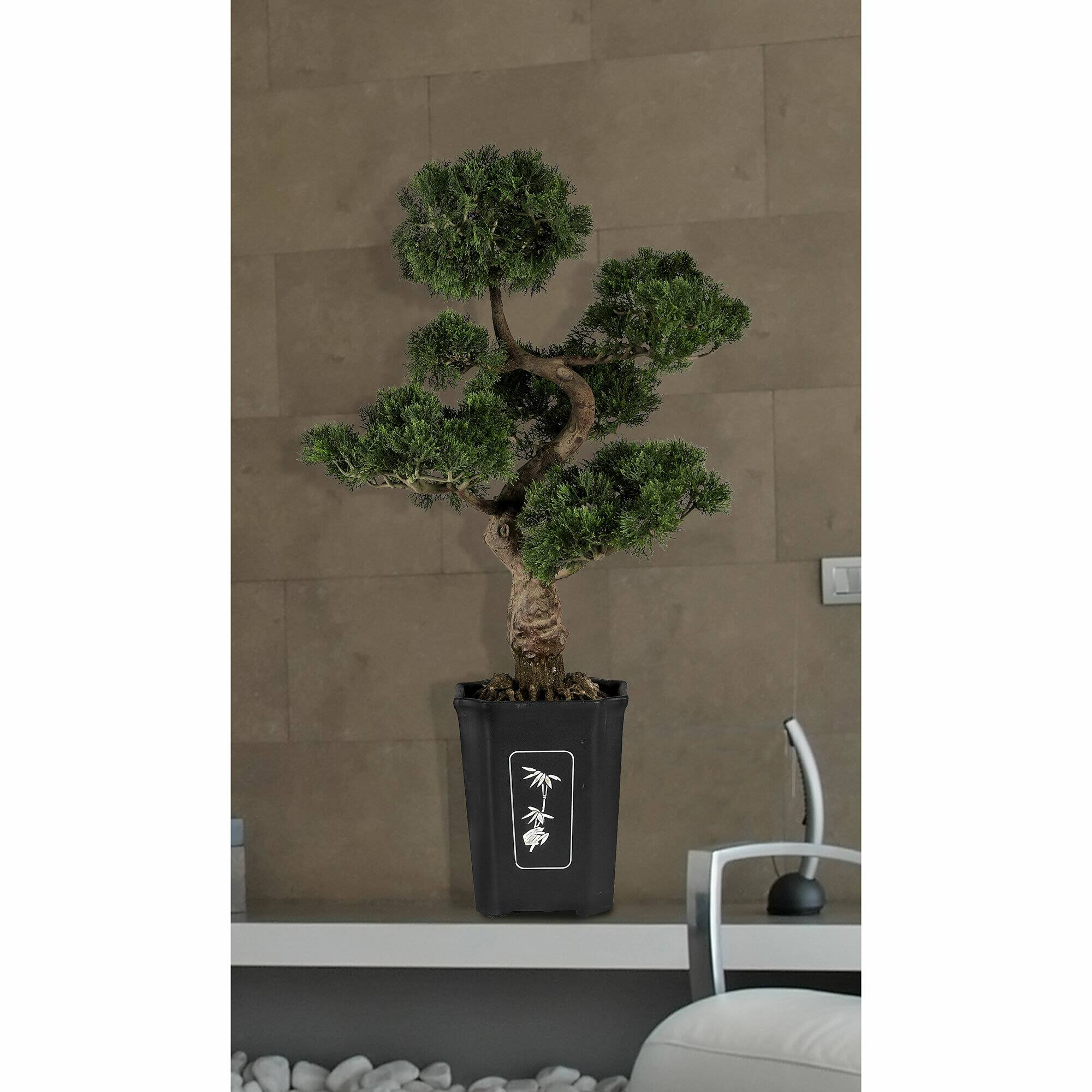 3ft. Potted Cedar Bonsai Plant